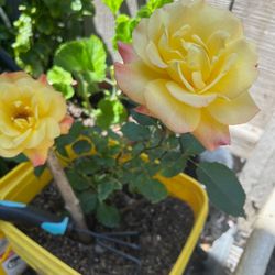Rose Plants