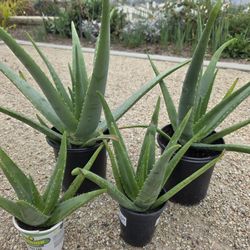 Aloe Vera Plants