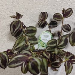 Tradescantia Zebrina Red