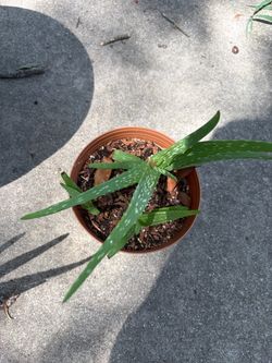 Aloe Vera Plant in Terracotta Pot and plastic pots