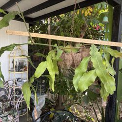 Pair Of Large 3ft + Queen Of The Night Plants In Hanging Basket Pot 