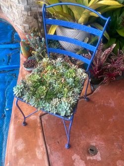 Succulents assortment on a chair Miramesa