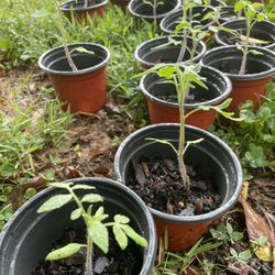 Giant Green Zebra Tomato Plants