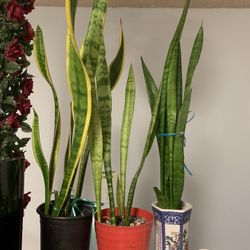 3 Snake Plant