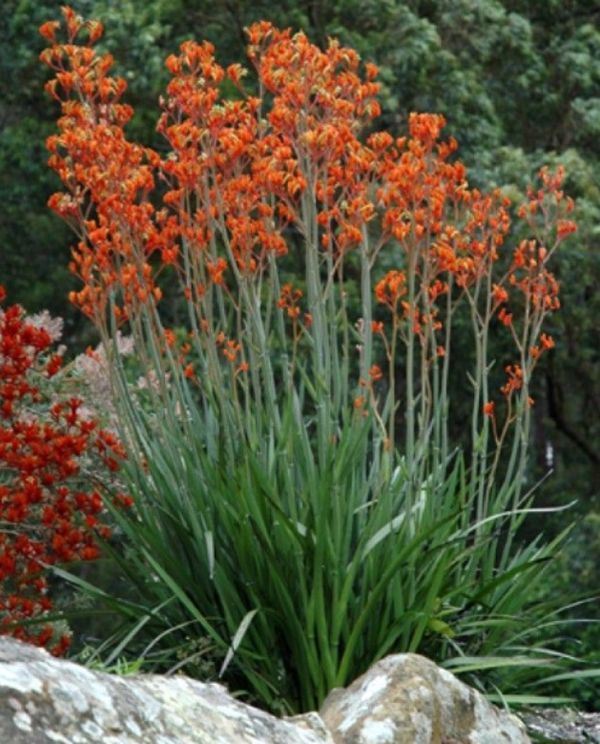Drought tolerant Kangaroo Paw (Anigozanthos) ‘Big Roo Orange’ 5g / Planta desértica Patas de