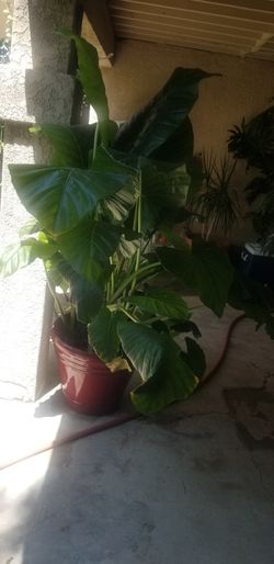 Plant