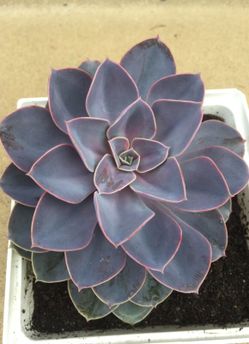 Echeveria (indoor succulent)