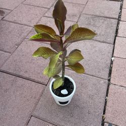 Beautiful Africa Milk Bush Plant Succulent Flower In Pot Home Patio Yard Garden Lawn Design