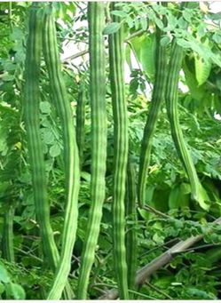 Moringa pods