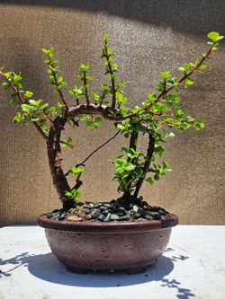 Elephant Bush  ( jade plant ) Bonsai Tree