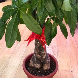 Big Trunk 4 Feet Lucky 7 Leaves Money Tree Plants Cy kim ngn by l for  Sale in Garden Grove, CA - OfferUp