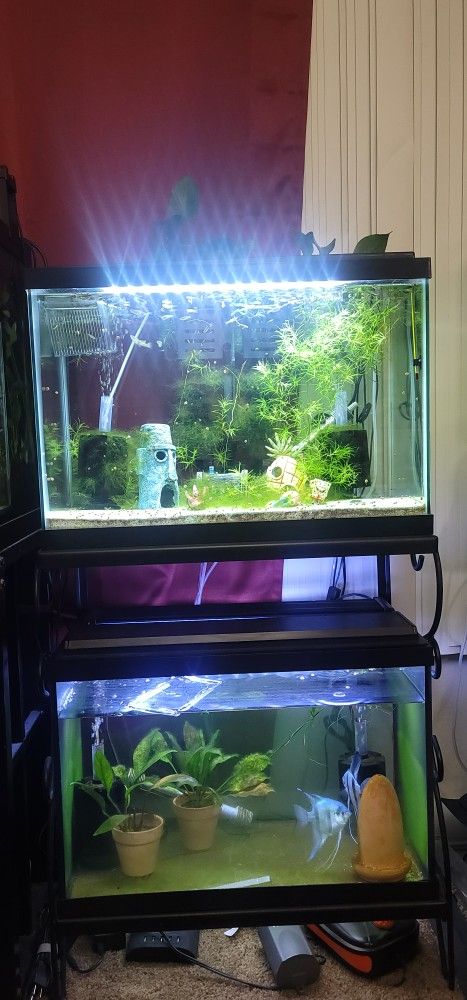 2- 20 Gallon Fish Tank With Stand Aquarium Pecera 
