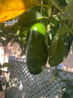 Fresh Green Avocado