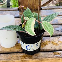 Live indoor Hoya Macrophylla plant in a plastic planter pot—firm price