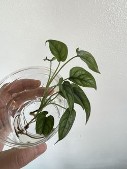 Cebu Blue Houseplant Water Propagation
