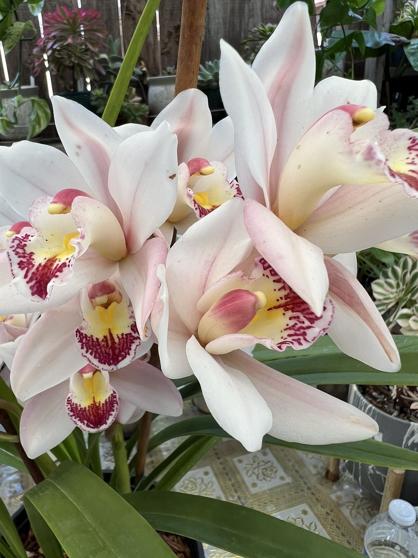 Large Cymbidium Orchid Plant #03