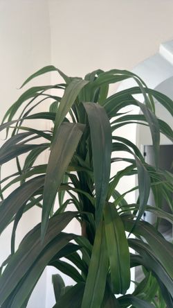 6.5 Ft Faux Plant for Sale