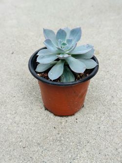 Succulents plants 🪴