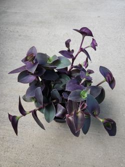 Variegated Tradescantia Wandering Pale Puma plants in a 6" pot.