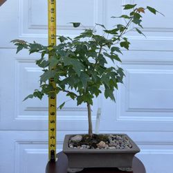Trident Maple Bonsai 