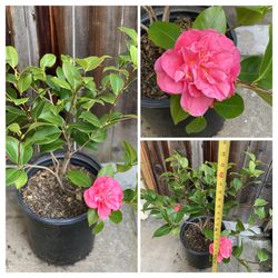 Blooming Flowering Marie Bracey Pink Camellia Live Plant 5 Gallon Pot