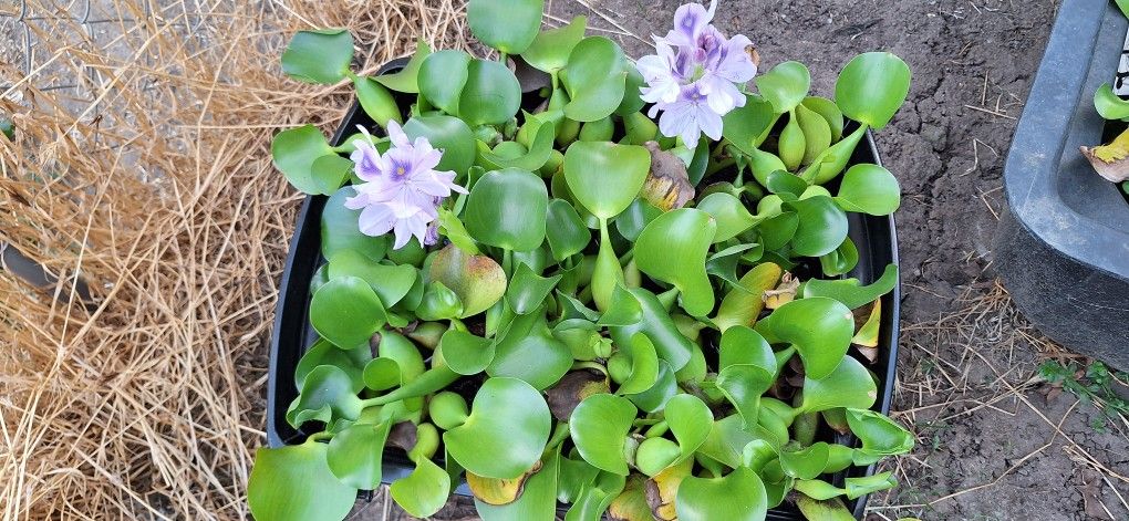 Pond Plants