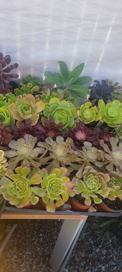 Suculentas Y Cactus 🌵 💕 $5 Each