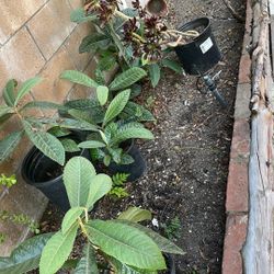 Loquat Trees