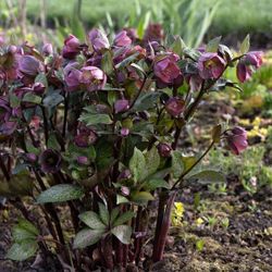 Penney's Pink Hellebores