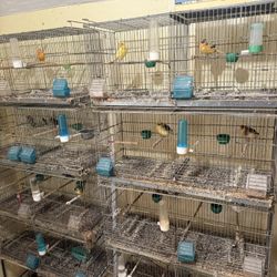 Breeding Canary Cages 