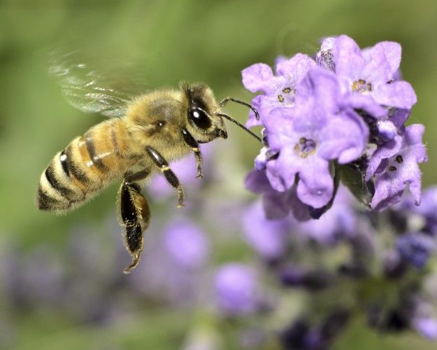 Need Help With Honeybee Colony Removal
