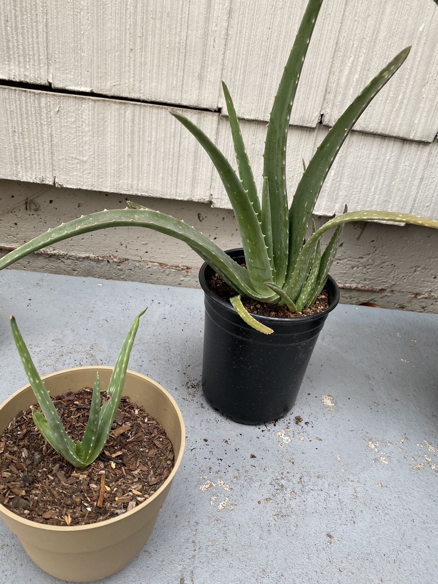 Aloe Vera