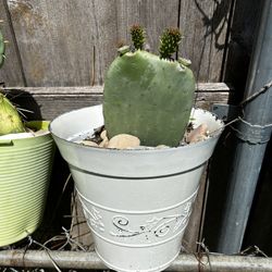 Cactus, Nopal.