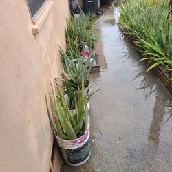 Vendo Sabilas Grandes Y Medianas Buen Precio 