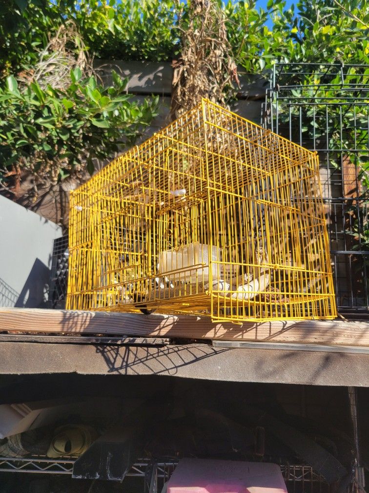 Bird Cage
