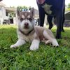 Carlos 