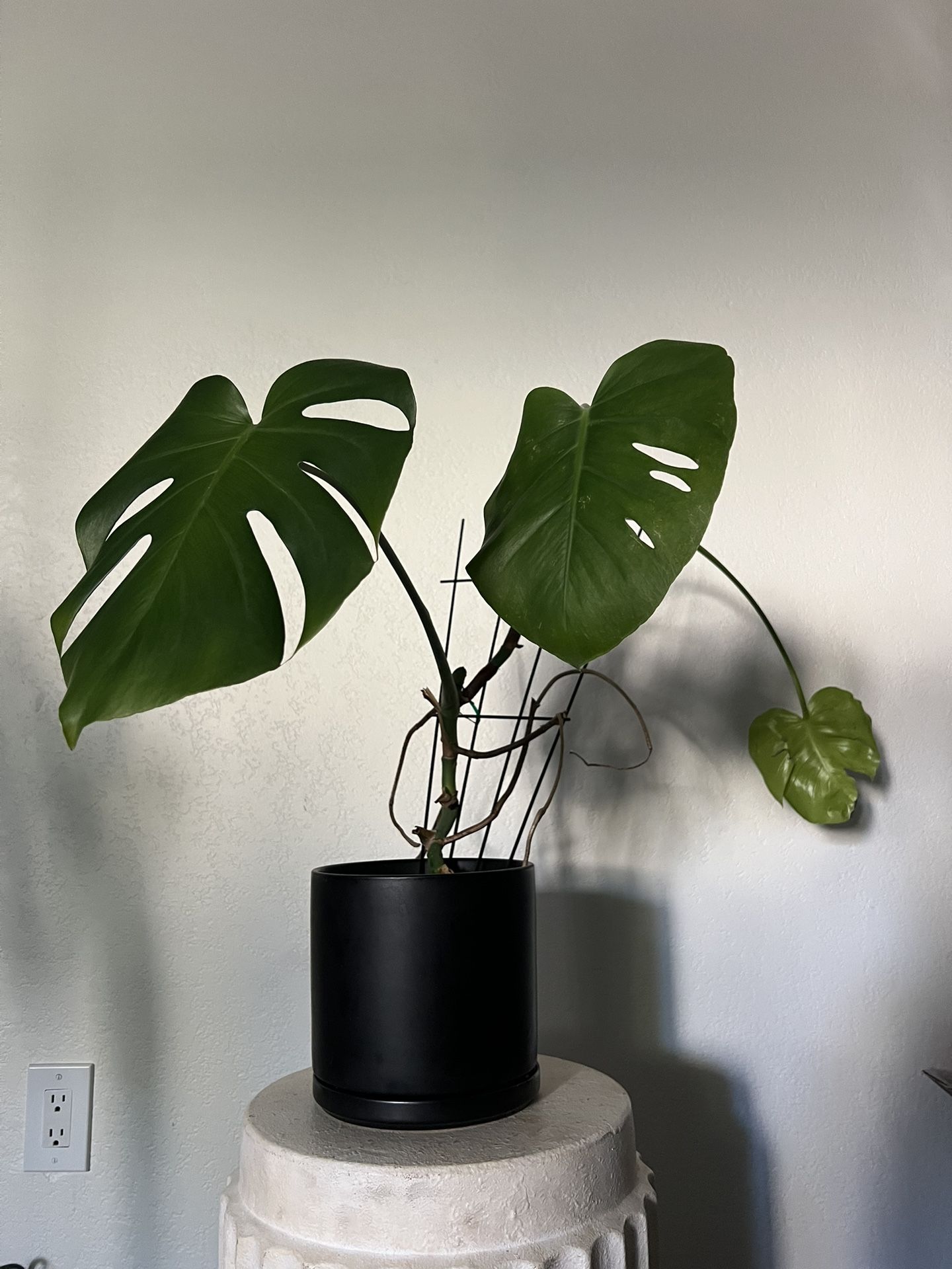 Monstera plant in 8in Ceramic Planter Pot