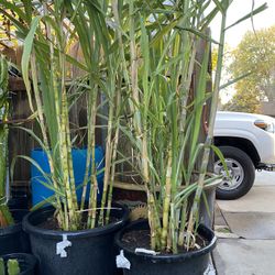 Sugar Cane Plant For Sale