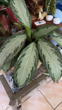 Aglaonema sylver bay
