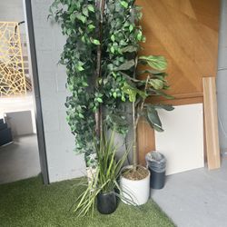 Fake Plants 