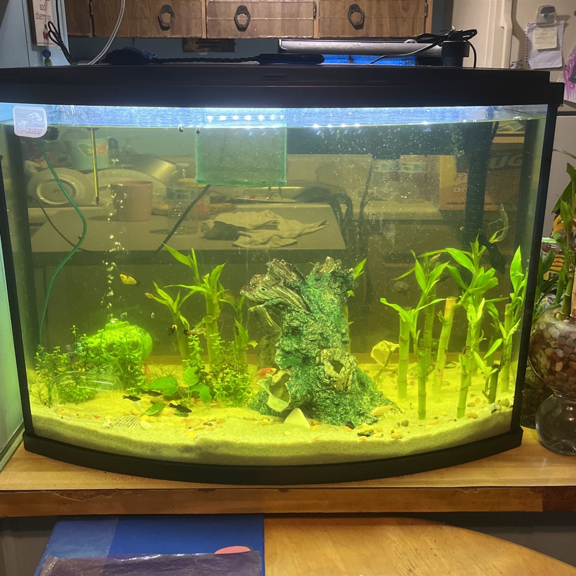 36 Gallon Bow Front Aquarium With Stand