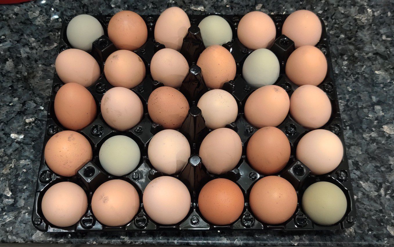 Organic Free-range Eggs For Sale