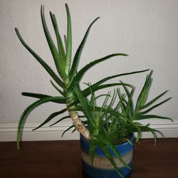Aloe Vera 