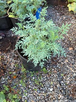 Plantas de ruda en maceta