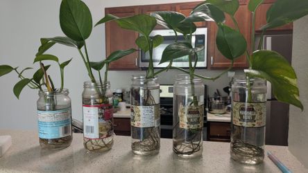 9  Rooted Pothos Plant Cuttings (Healthy & Ready to Pot)