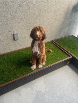 Porch Potty - For Dogs (2)