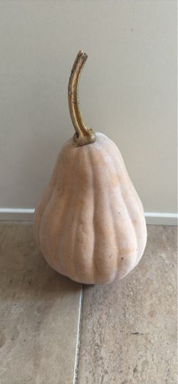 Homegrown Seminole Pumpkin (nearly 7lbs)