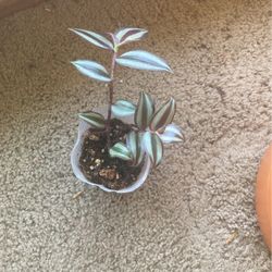 Tradescantia - Wandering Jew Plant