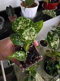 Aglaonema - Snowflake