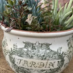 Succulents  In A Ceramic Pot